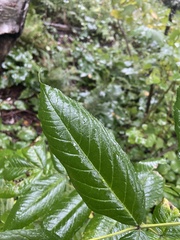 Fraxinus nigra