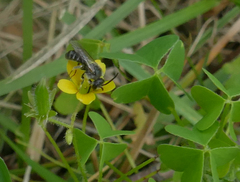 Lasioglossum leucozonium