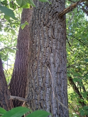 Populus deltoides