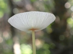 Leucocoprinus fragilissimus image