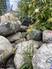 Sonchus arvensis