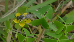 Lasioglossum leucozonium