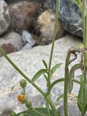 Sonchus arvensis