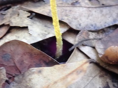 Leucocoprinus fragilissimus image