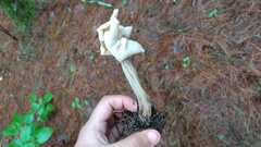 Helvella crispa