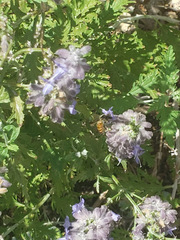 Apis mellifera