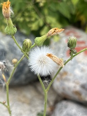 Sonchus arvensis