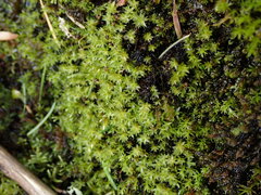 Dichodontium pellucidum