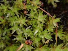 Dichodontium pellucidum