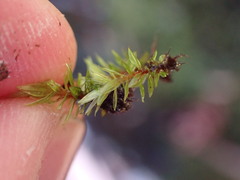 Dichodontium pellucidum