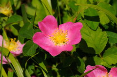 Rosa gallica