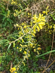 Acacia oxycedrus