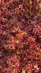 Sphagnum magellanicum