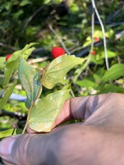 Prosartes trachycarpa