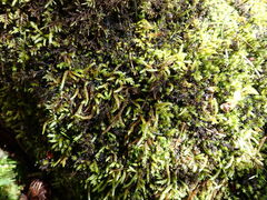 Scleropodium obtusifolium