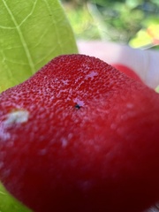 Prosartes trachycarpa