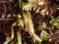 Scleropodium obtusifolium