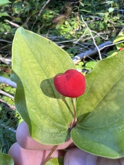 Prosartes trachycarpa