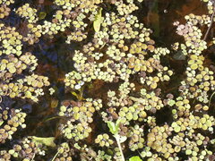 Salvinia minima