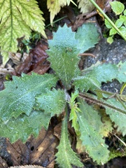 Micranthes petiolaris