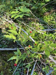 Prosartes trachycarpa
