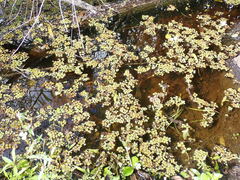 Salvinia minima