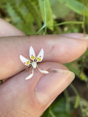 Micranthes petiolaris