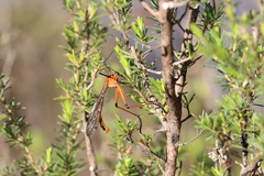 Harpobittacus australis