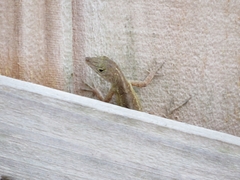 Anolis sagrei