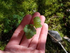 Physocarpus capitatus