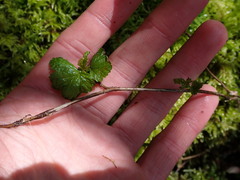 Physocarpus capitatus