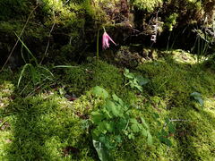Erythronium revolutum