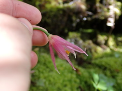 Erythronium revolutum