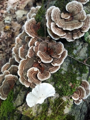 Trametes