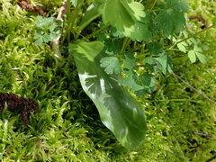 Erythronium revolutum