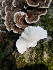 Trametes