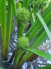 Sparganium americanum