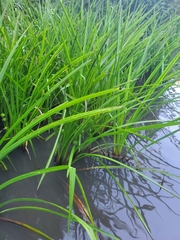 Sparganium americanum