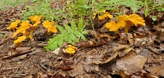 Cantharellus lateritius
