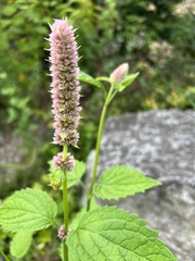 Agastache