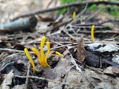 Clavariaceae