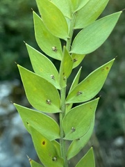 Ruscus aculeatus