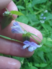 Scutellaria galericulata