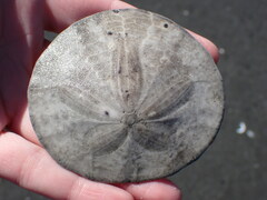 Dendraster excentricus