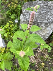 Agastache