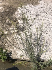 Bassia scoparia