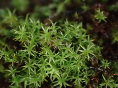 Dichodontium pellucidum