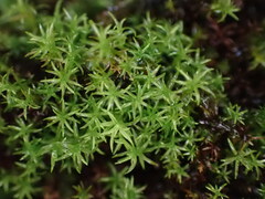 Dichodontium pellucidum