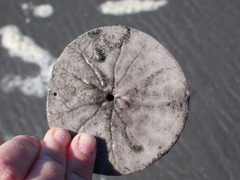 Dendraster excentricus