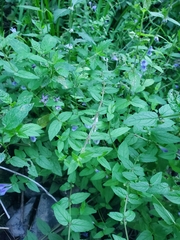 Scutellaria galericulata